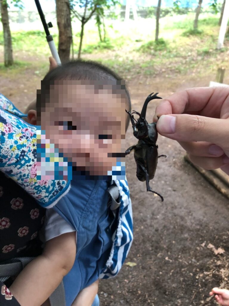 むつみ昆虫王国のカブトムシと子供