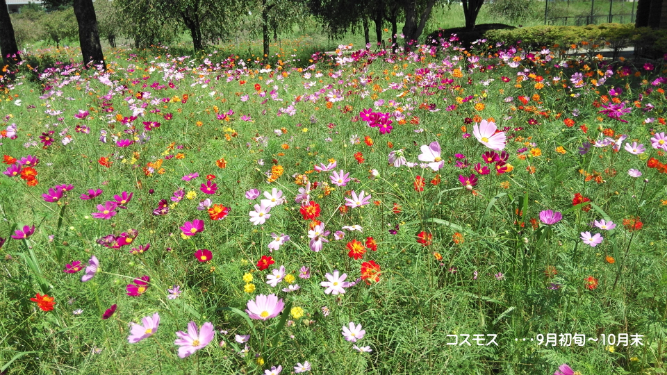 下松スポーツ公園の花の広場