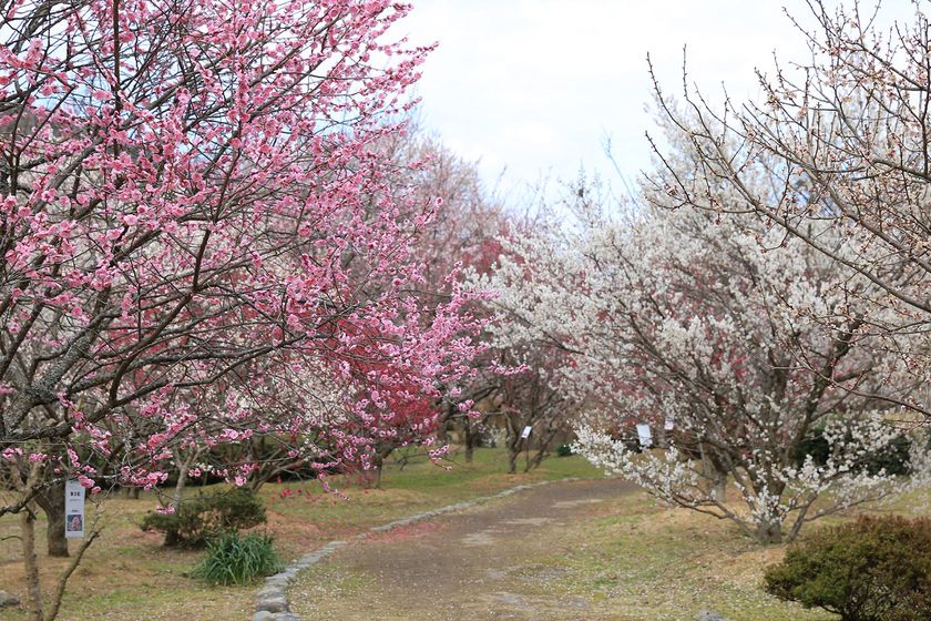 Hagi Ōkan Plum Garden