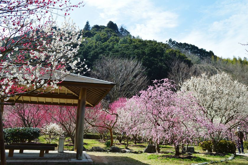 Hagi Ōkan Plum Garden