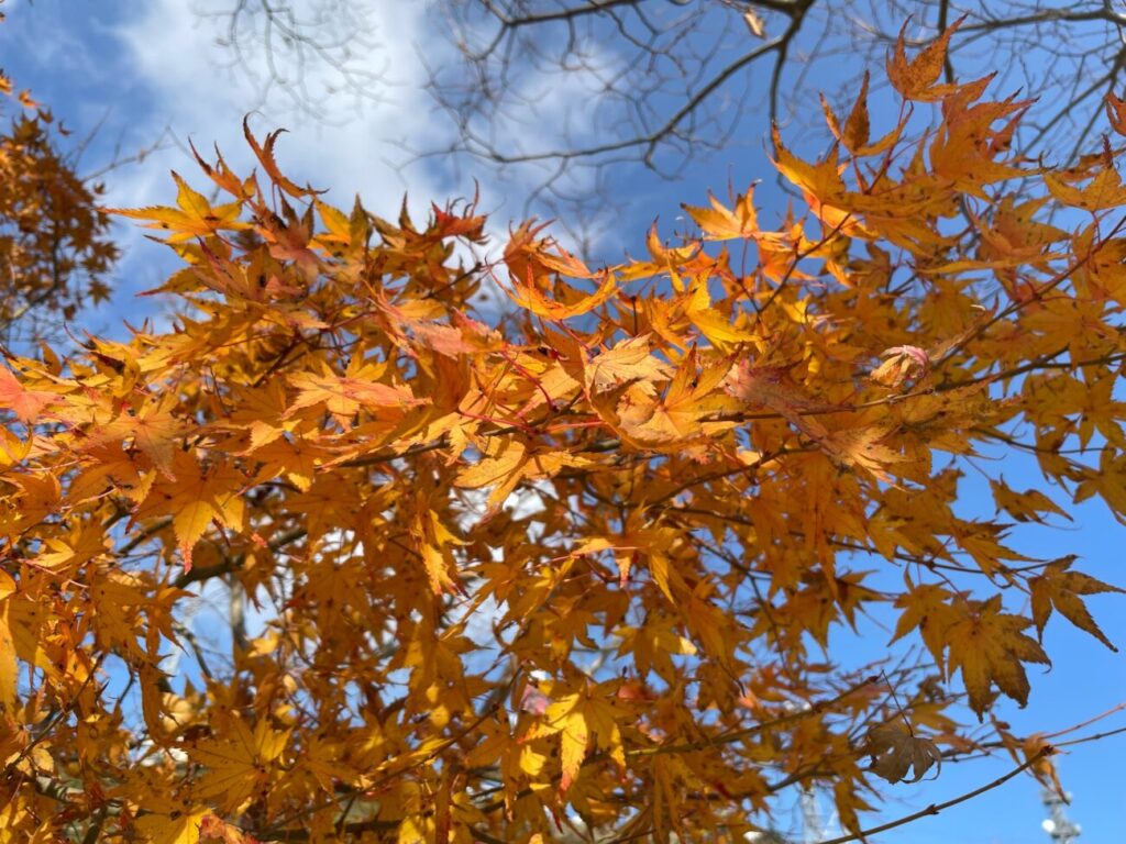 Autumn leaves in Mt. Ohirayama Summit Park