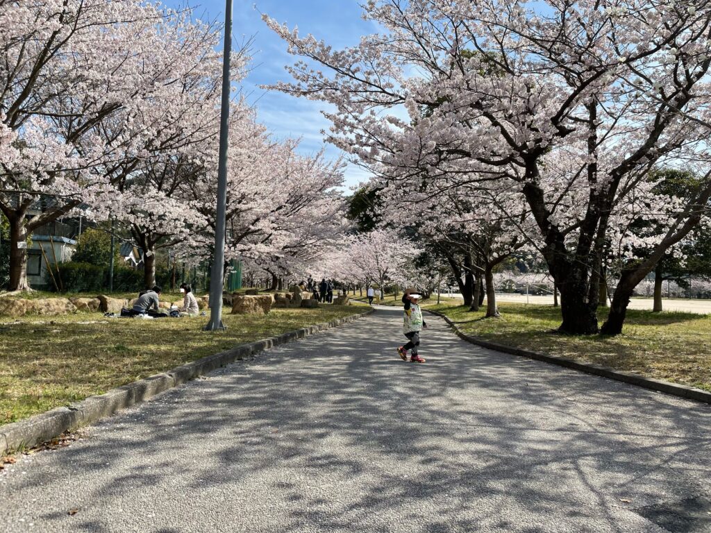 Cherry blossoms at Mukojima Sports Park in Hofu City