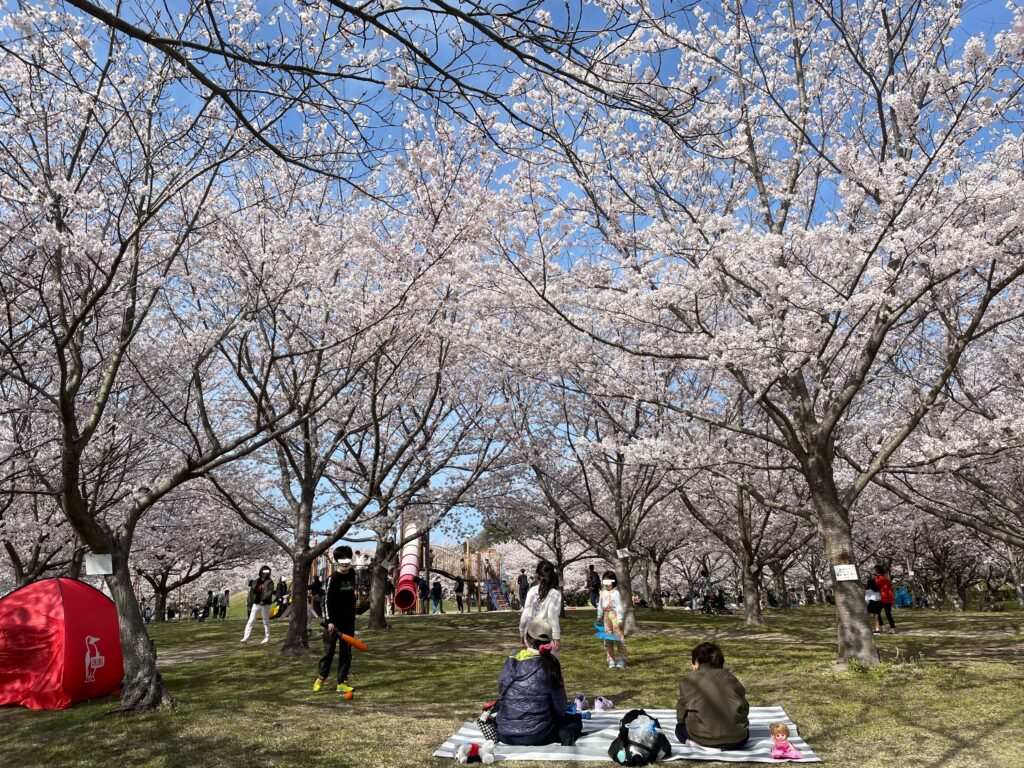 Cherry blossoms at Mukojima Sports Park in Hofu City