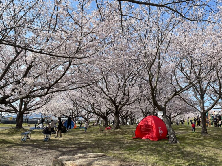 cherry blossom trees in Mukojima park in Hofu in Ymaguchi,Japan