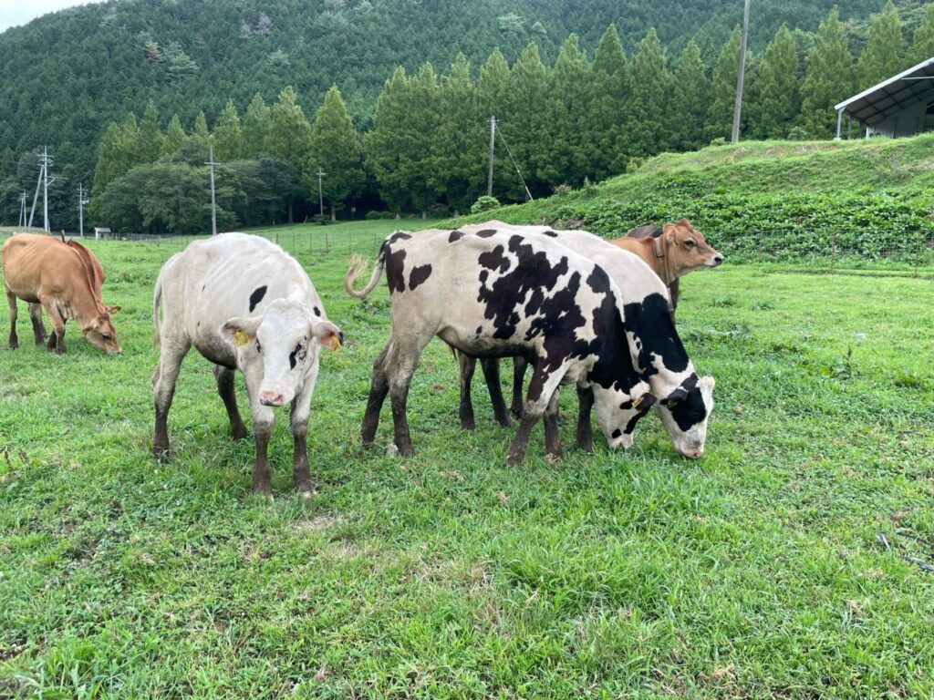 船方農場の放牧された牛