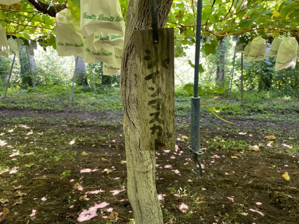 福田フルーツパークのシャインマスカットの木