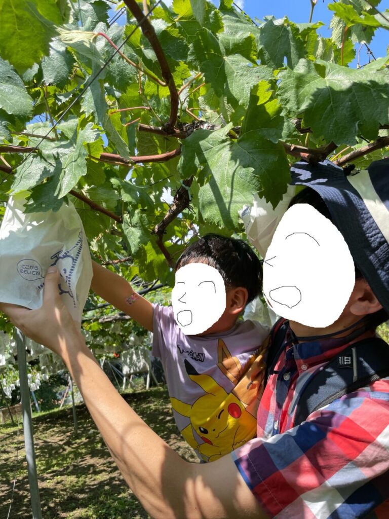 福田フルーツパークでぶどうを収穫する子供とお父さん