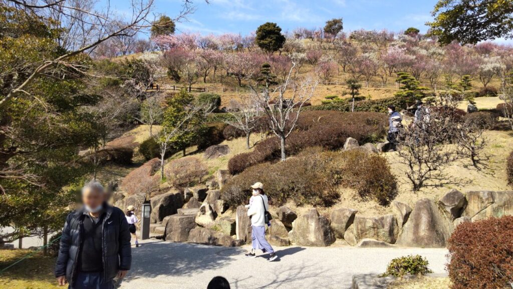 Plum blossoms in Kanmuriyama park in Hikari city in Yamaguchi prefecture in Japan