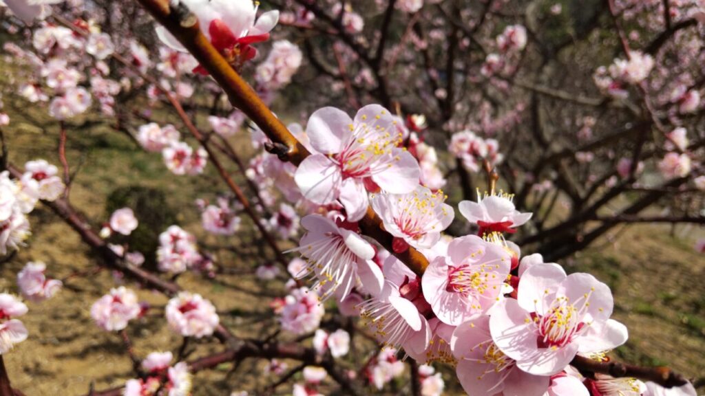 Blossoming of plum blossoms in Kanmuriyama park in Hikari city in Yamaguchi prefecture in Japan