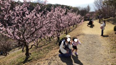 【Kanmuriyama park】  One of the largest plum gardens in Yamaguchi prefecture,which has 2,000 plum trees covering the mountain【Hikari City, Yamaguchi Prefecture,Japan】