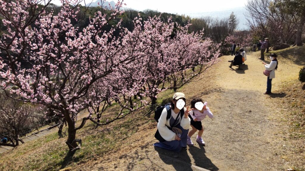 Plums and parents and children in Kanmuriyama park in Hikari city in Yamaguchi prefecture in Japan