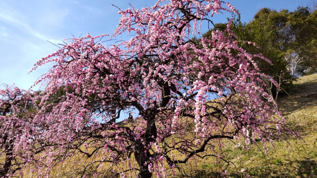 Plum blossoms in Kanmuriyama park in Hikari city in Yamaguchi prefecture in Japan