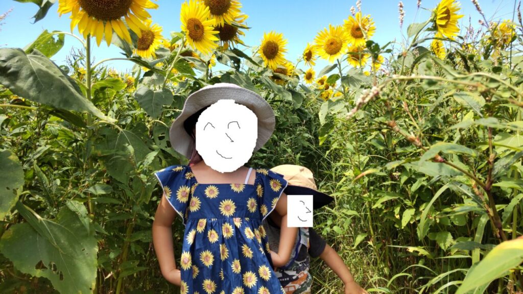 Sunflower fields and children in a sea of flowers