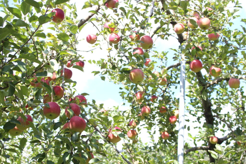 徳佐りんご園の赤いリンゴ