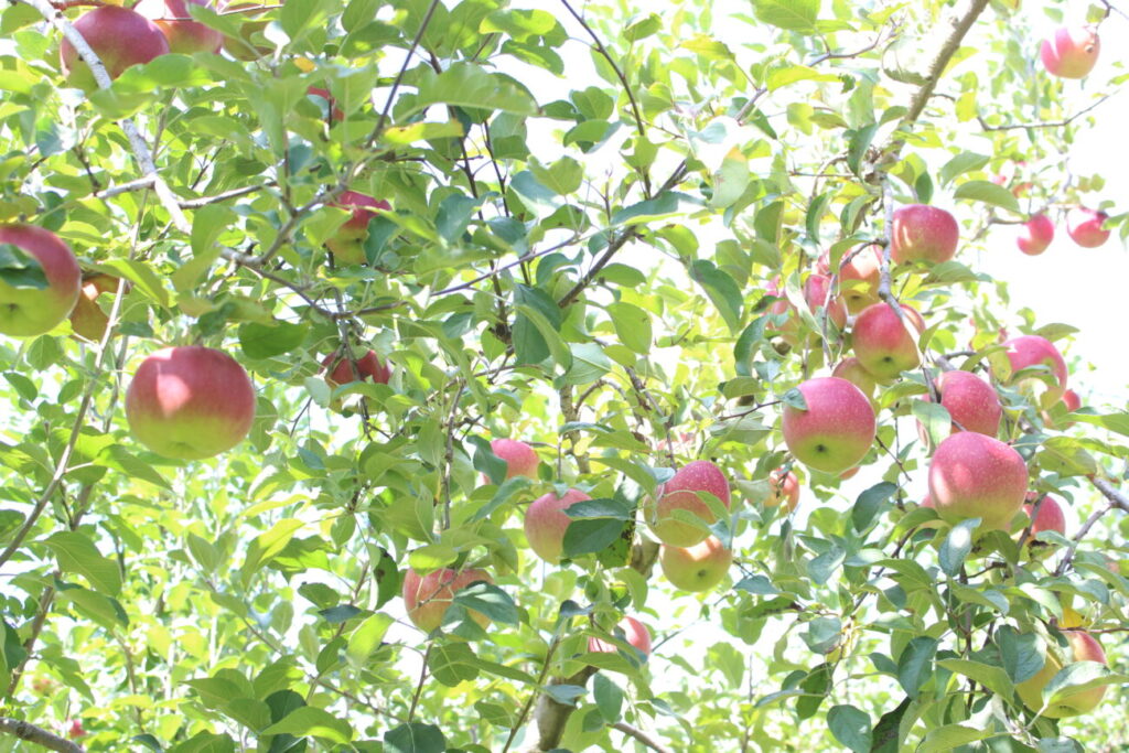 徳佐りんご園の赤いりんご