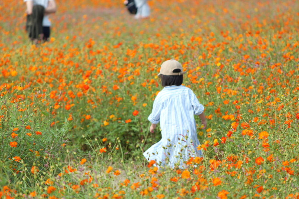 Children in the cosmos field of the sea of flowers
