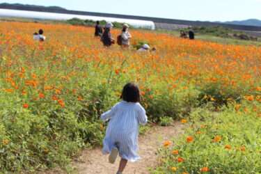 A girl in cosmos field in Hananoumi field