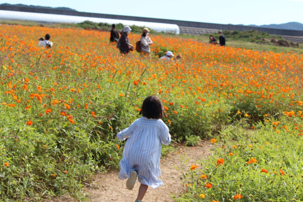 花の海のコスモス畑でかくれんぼをする子供