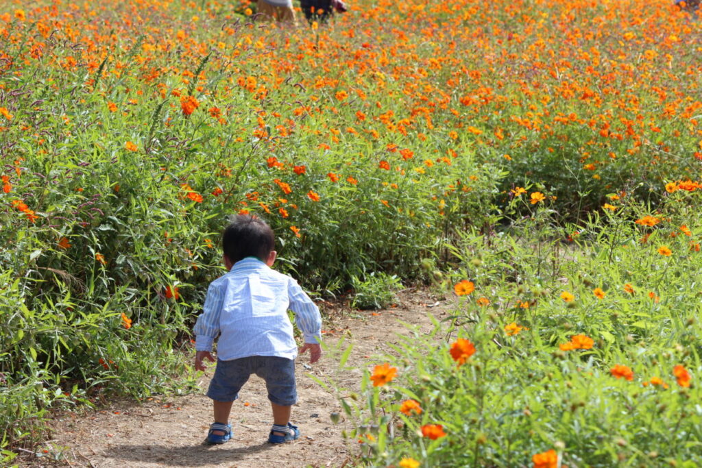 花の海のコスモス畑でかくれんぼをする子供