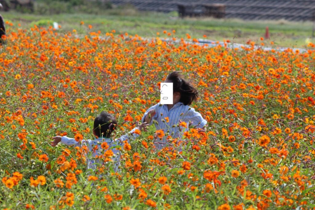Children playing hide-and-seek in a cosmos field in the sea of flowers