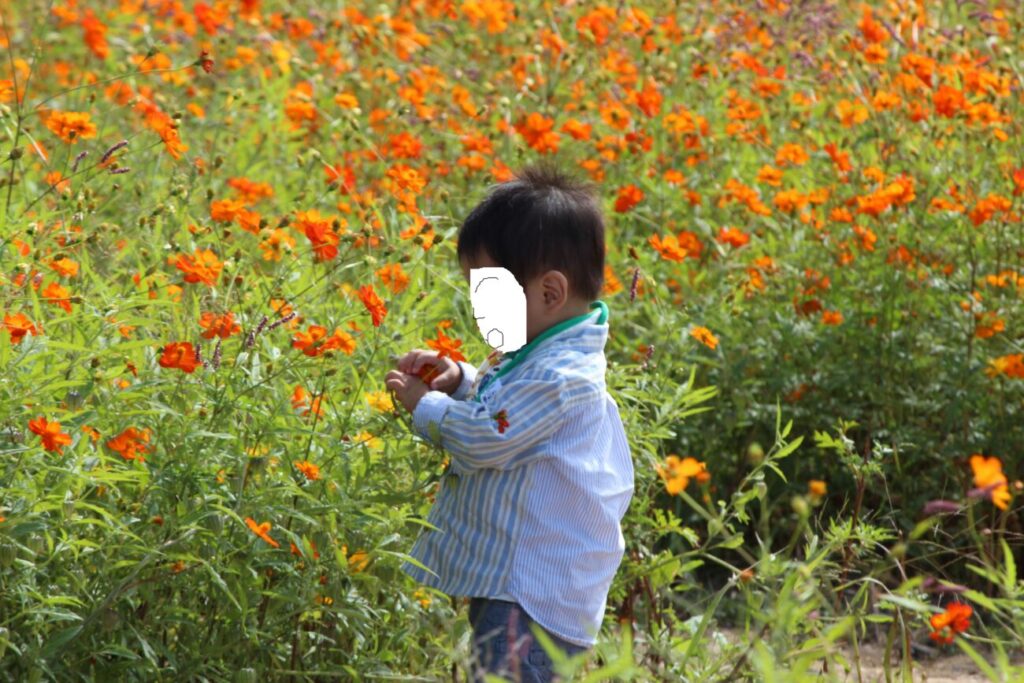 Children talking to flowers in a cosmos field of the sea of flowers