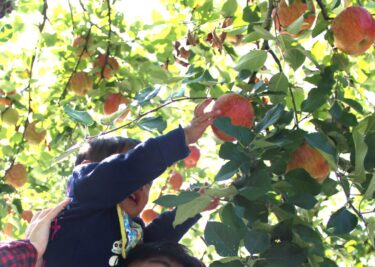 【徳佐りんご狩り】秋は子供とりんご狩りを楽しもう！西日本最大規模の名産地！【山口県山口市】