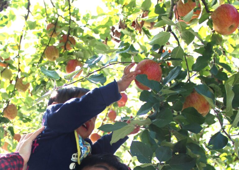 徳佐りんご園でリンゴ狩りをする子供