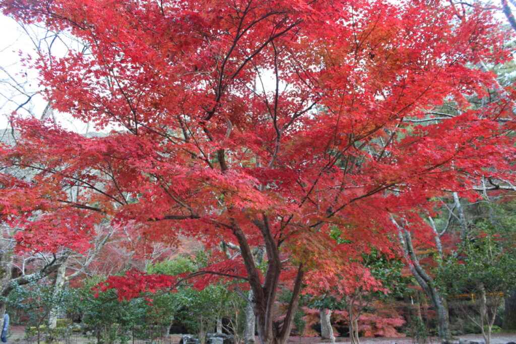 Autumn leaves that have come to the bright red view of Daining Temple