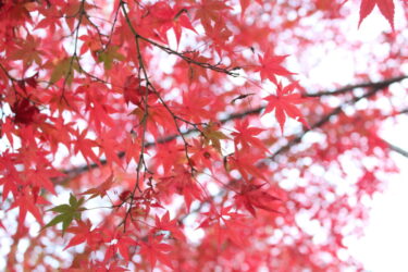【Taineiji temple】 Let’s  see Japanese maple at one of the best autumn leaves spot in the Yamaguchi prefecture! 【Nagato City, Yamaguchi Prefecture, Japan】