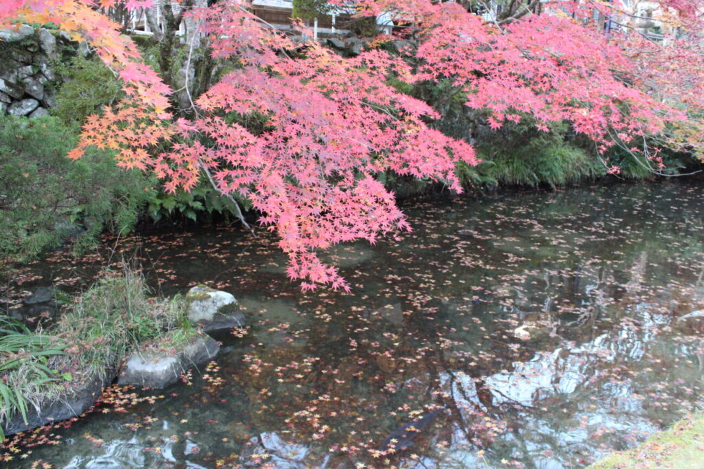Autumn leaves, pond and carp at Daining Temple