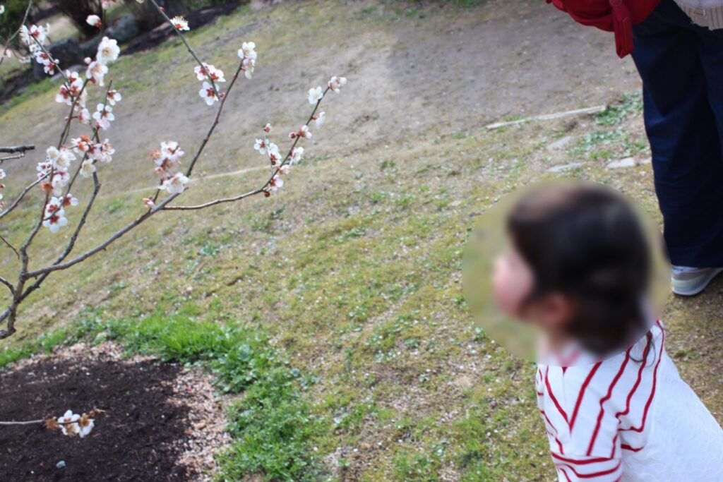 A child looking at the plum blossoms of Hagi Ōkan Plum Garden