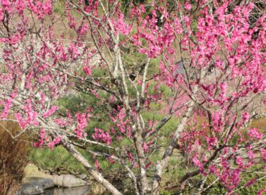 【萩往還梅林園】赤、白、ピンクの梅林の中で春を見つけよう【山口県萩市】