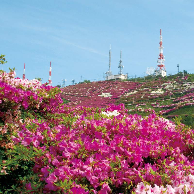 大平山山頂公園の開花中のツツジ