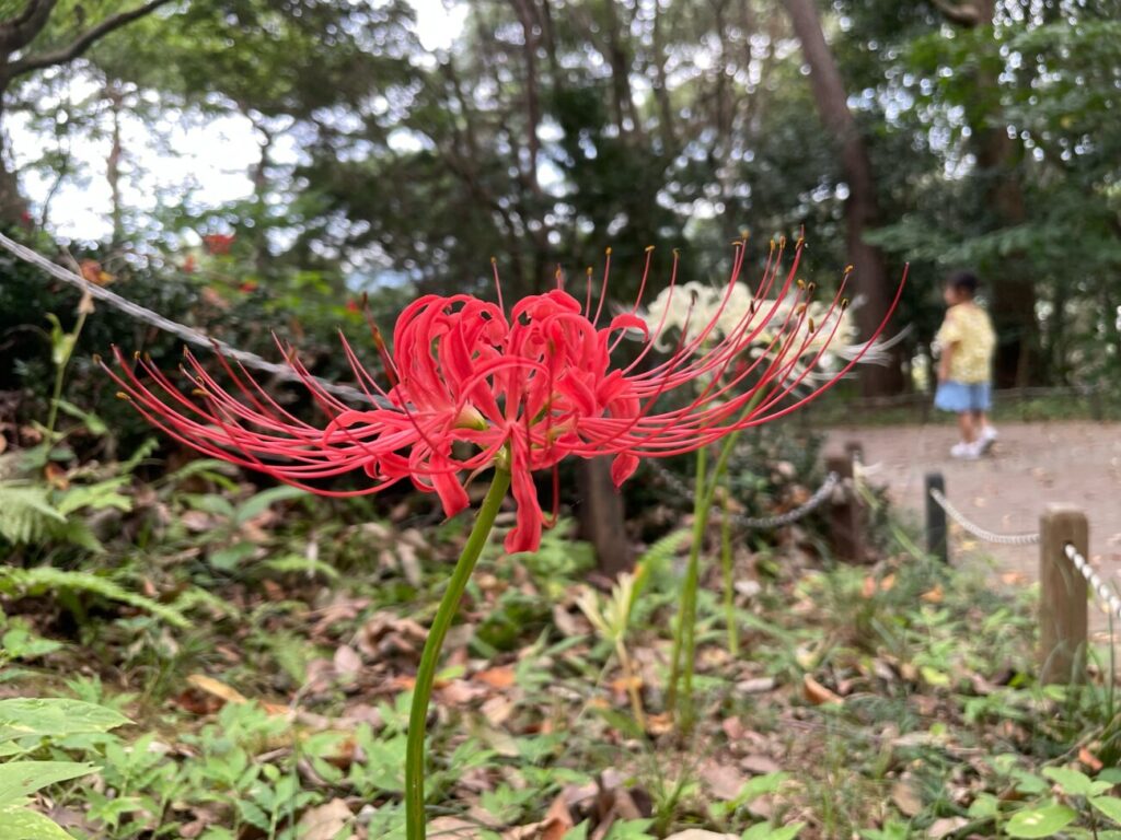 永源山公園の赤のヒガンバナ