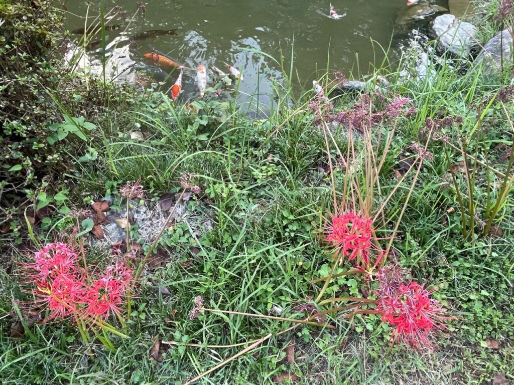 鰐鳴八幡宮の境内中の池の鯉