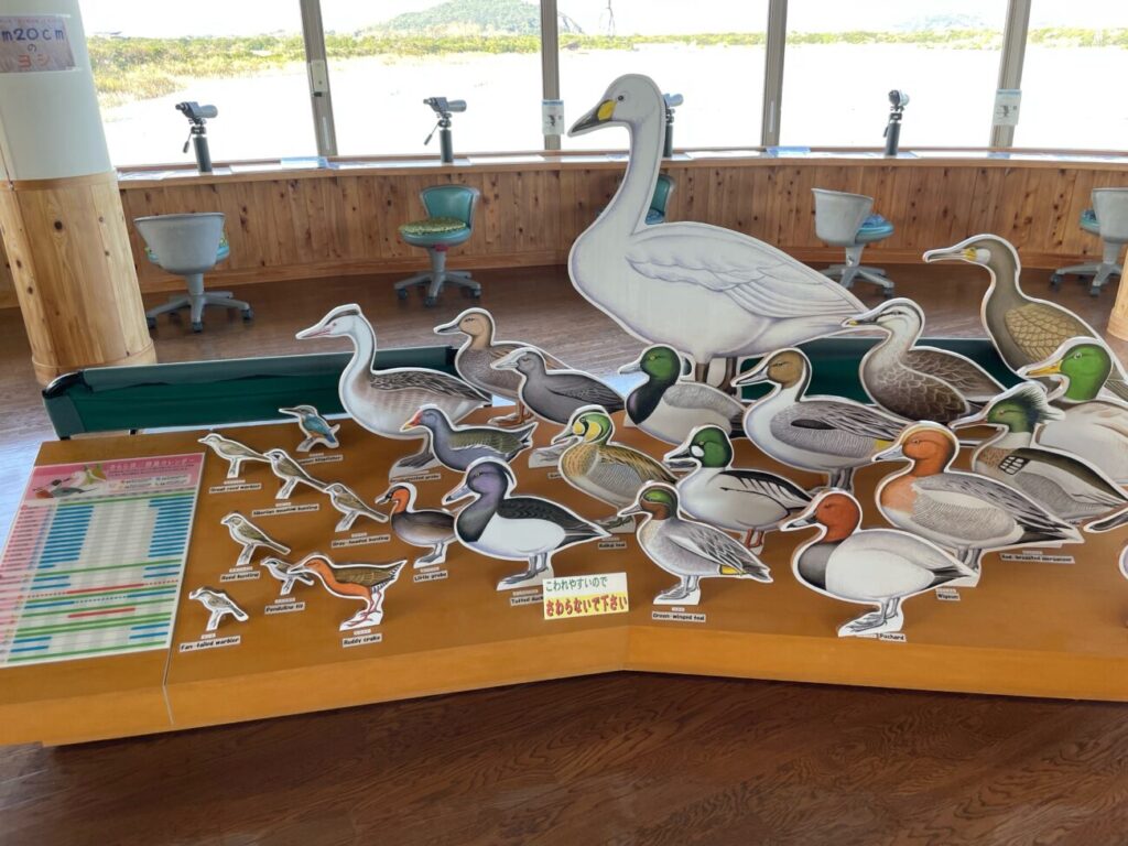 きららはま自然観察公園の鳥の模型の展示