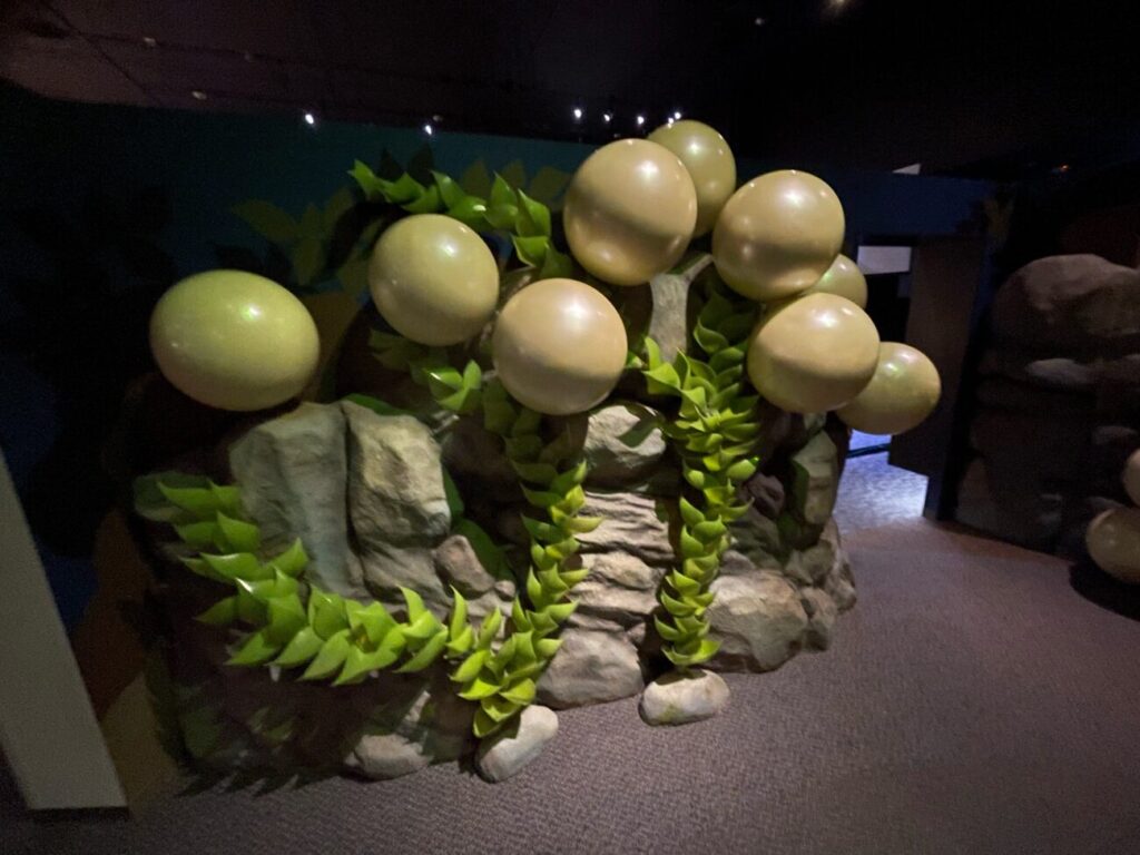 豊田ホタルの里ミュージアムの巨大虫模型（たまご）