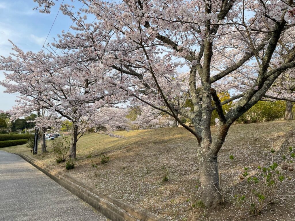 江汐公園の満開の桜