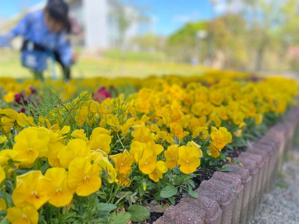 るるパークの遊歩道の花