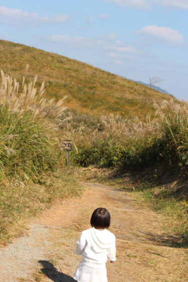 【秋吉台のすすき畑】広大なすすき畑で秋の散歩をしよう！【山口県美祢市】
