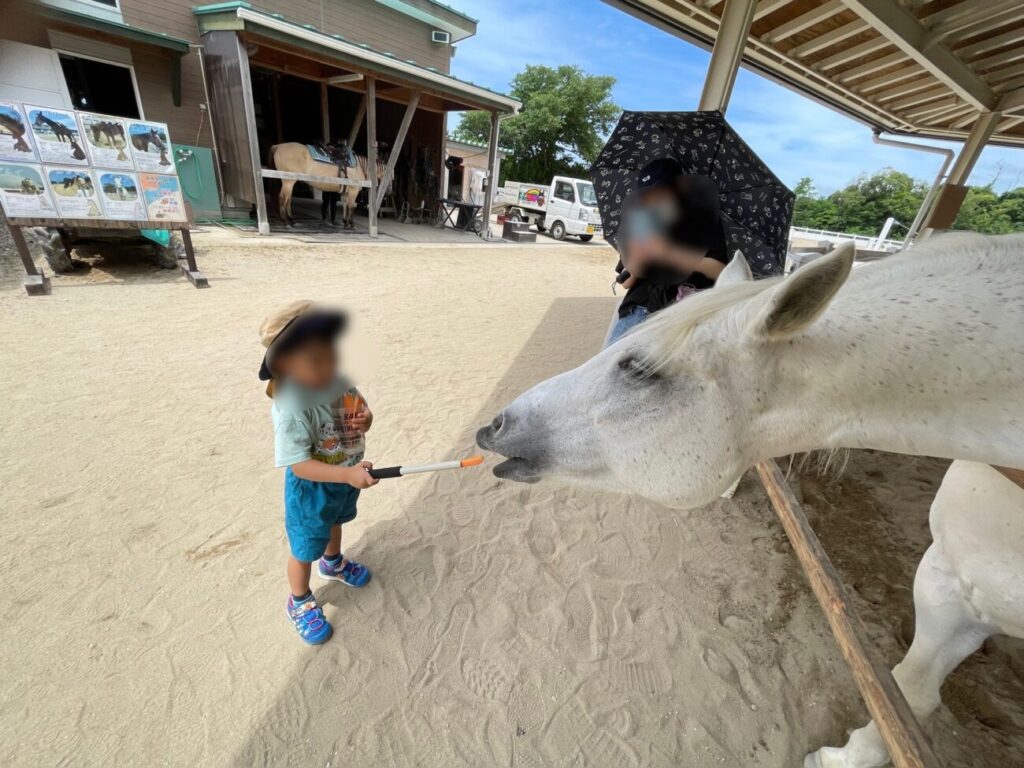 島根県益田市のさんさん牧場で馬に餌をあげる子供
