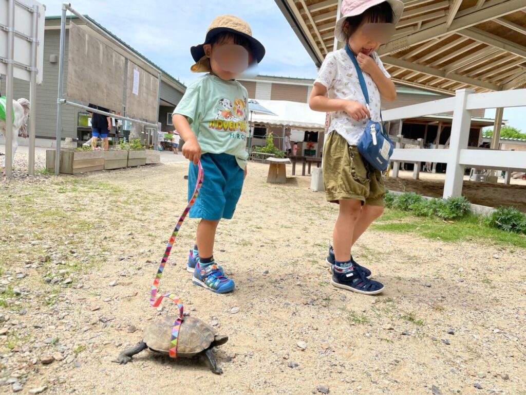 島根県益田市のさんさん牧場でカメの散歩をする子供