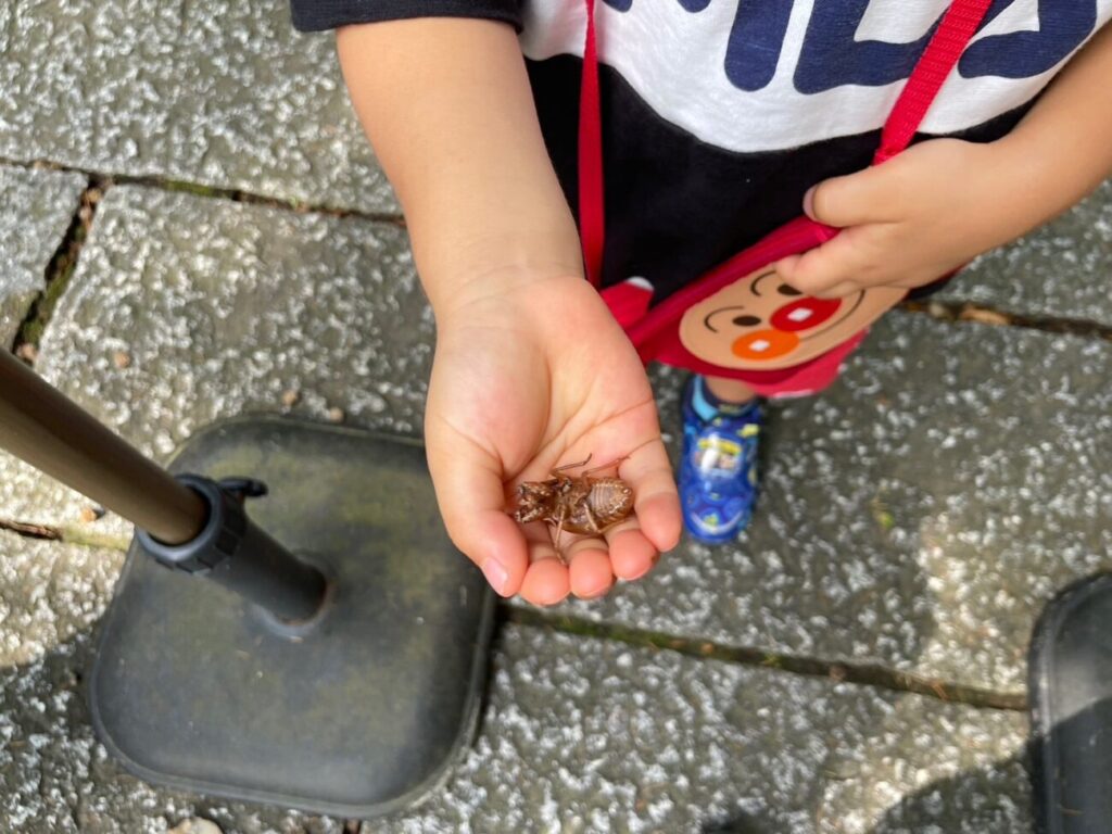 山口県宇部市の琴崎八幡宮の風鈴まつりの境内でセミの抜け殻をとる子供