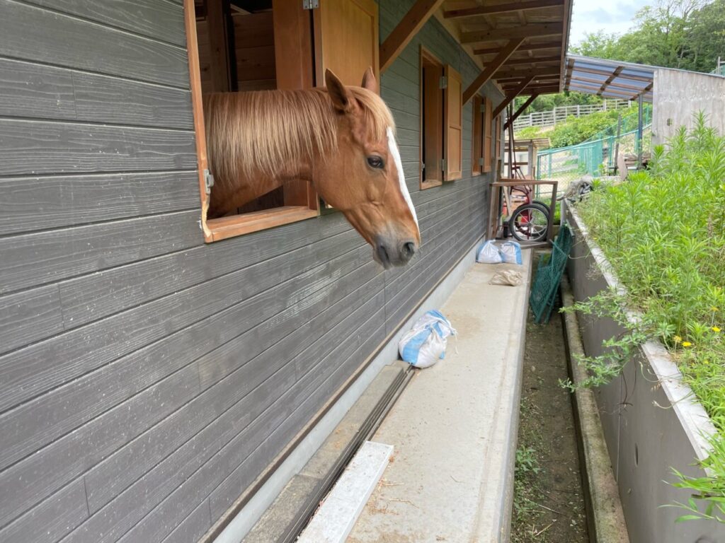 島根県益田市のさんさん牧場の馬