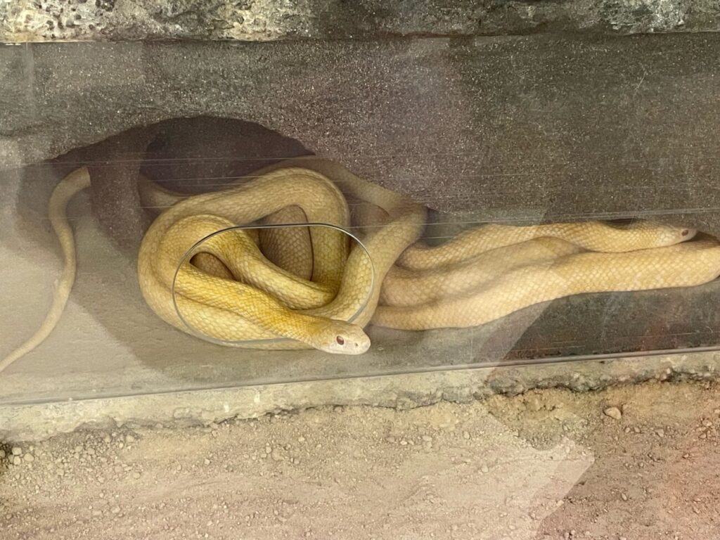 岩国シロヘビの館のシロヘビ