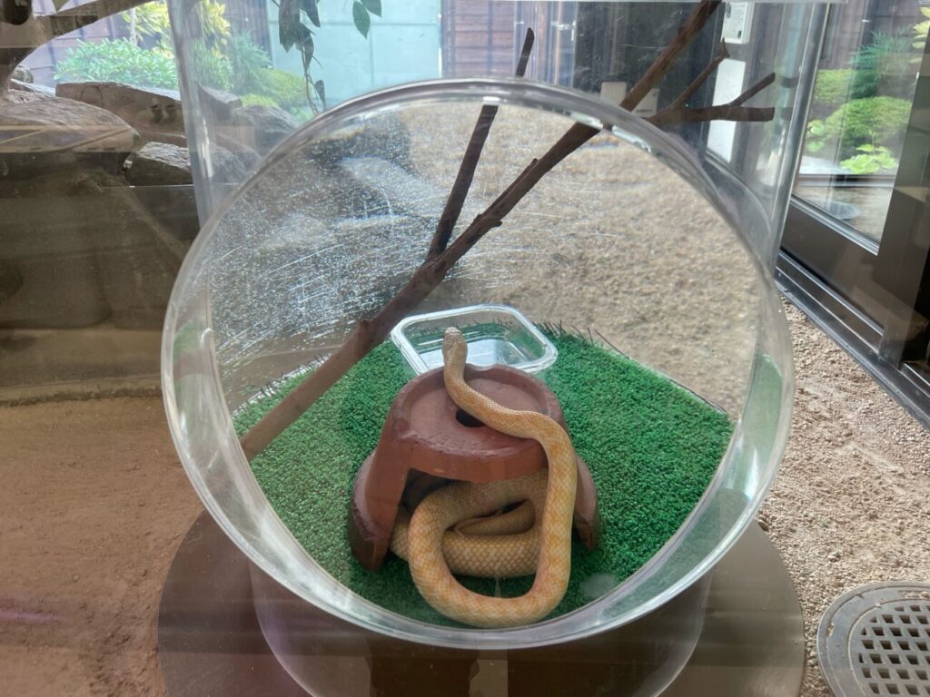岩国シロヘビの館の中のシロヘビ生体の展示