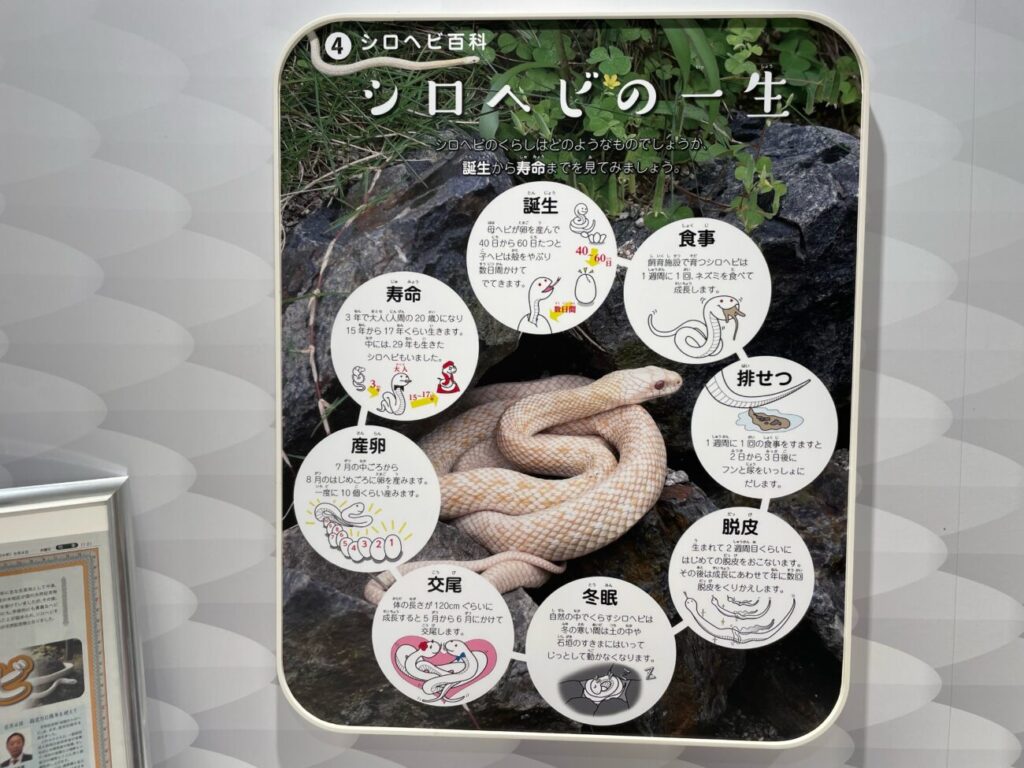 岩国シロヘビの館の中の展示