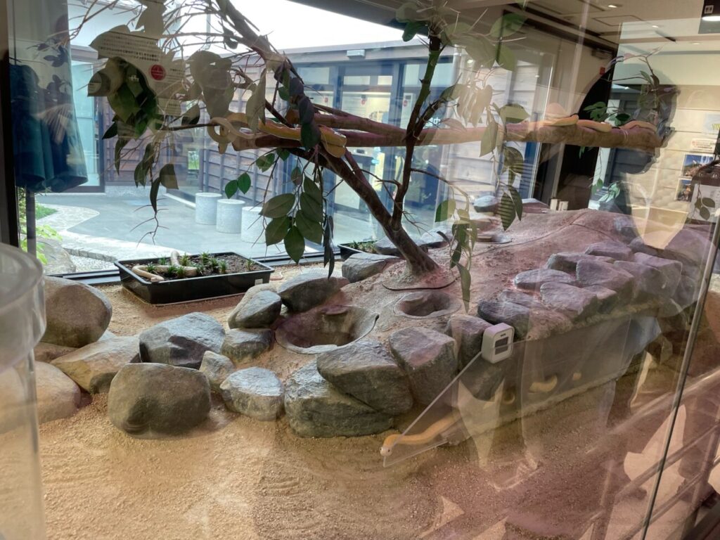 岩国シロヘビの館の中のシロヘビ生体の展示