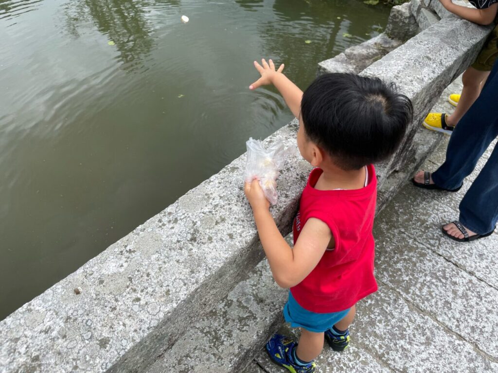 岩国シロヘビの館の横の吉香神社で鯉のえさやりをする子供