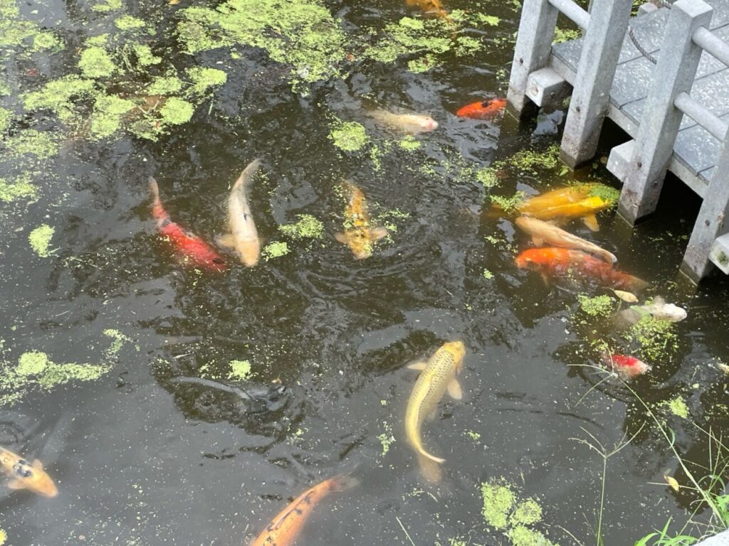 岩国シロヘビの館の横の吉香神社の鯉